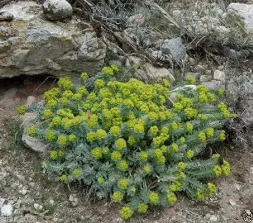 Euphorbia myrsinites (10 Myrtle Spurge Seeds)  low growing succulent - Caribbean garden seed