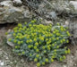 Euphorbia myrsinites (10 Myrtle Spurge Seeds)  low growing succulent - Caribbean garden seed