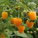 FALL GOLD RASPBERRY ( 1 YR #1 ) STARTER PLANT VINE - Caribbean garden seed