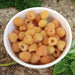 FALL GOLD RASPBERRY ( 1 YR #1 ) STARTER PLANT VINE - Caribbean garden seed