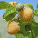 FALL GOLD RASPBERRY ( 1 YR #1 ) STARTER PLANT VINE - Caribbean garden seed