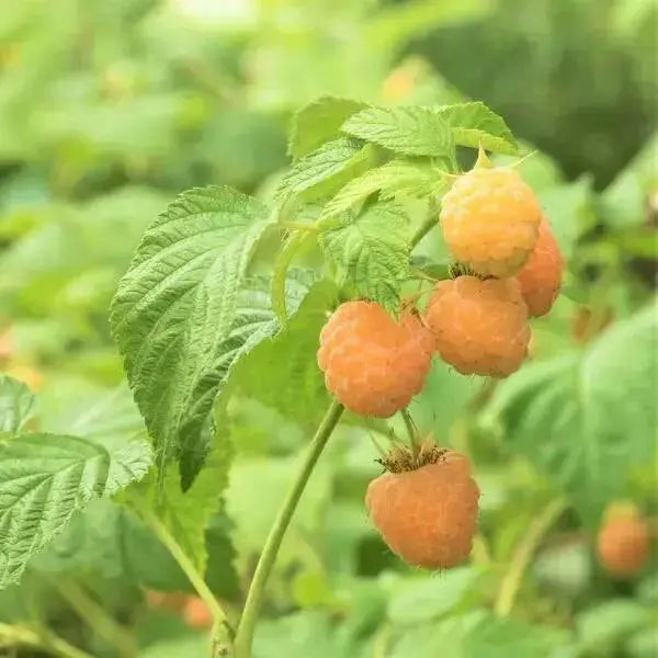 FALL GOLD RASPBERRY ( 1 YR #1 ) STARTER PLANT VINE - Caribbean garden seed
