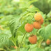 FALL GOLD RASPBERRY ( 1 YR #1 ) STARTER PLANT VINE - Caribbean garden seed