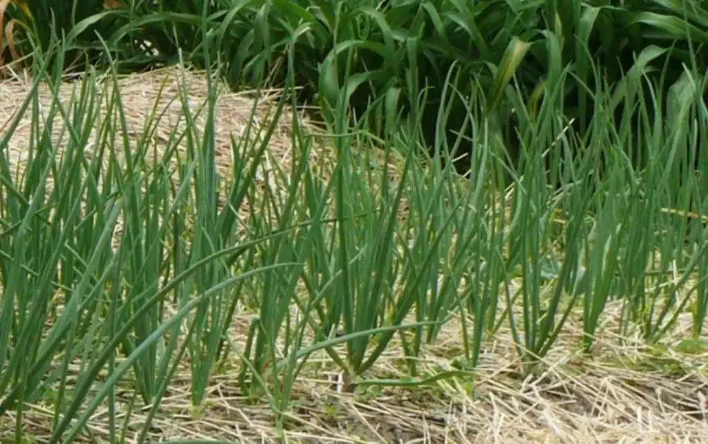 Evergreen WHITE  BUNCHING Onion Seeds, Asian Vegetable - Caribbean garden seed