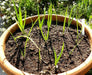 Evergreen WHITE  BUNCHING Onion Seeds, Asian Vegetable - Caribbean garden seed