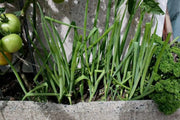 Evergreen WHITE  BUNCHING Onion Seeds, Asian Vegetable - Caribbean garden seed