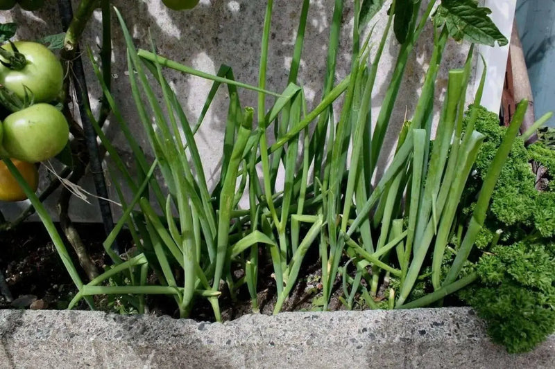 Evergreen WHITE  BUNCHING Onion Seeds, Asian Vegetable - Caribbean garden seed
