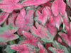 Fancy-leaf Caladium Bulbs ('Thomas Tomlinson) aka tom tom - Caribbean garden seed