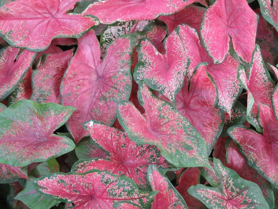 Fancy-leaf Caladium Bulbs ('Thomas Tomlinson) aka tom tom - Caribbean garden seed