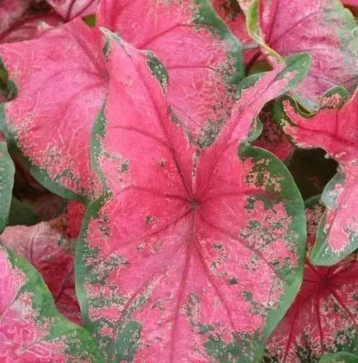 Fancy-leaf Caladium Bulbs ('Thomas Tomlinson) aka tom tom - Caribbean garden seed