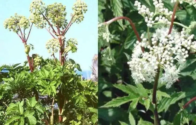 Female Ginseng Seeds - Dong Quai, Chinese Medicine Herb, Angelica Sinensis - Caribbean garden seed