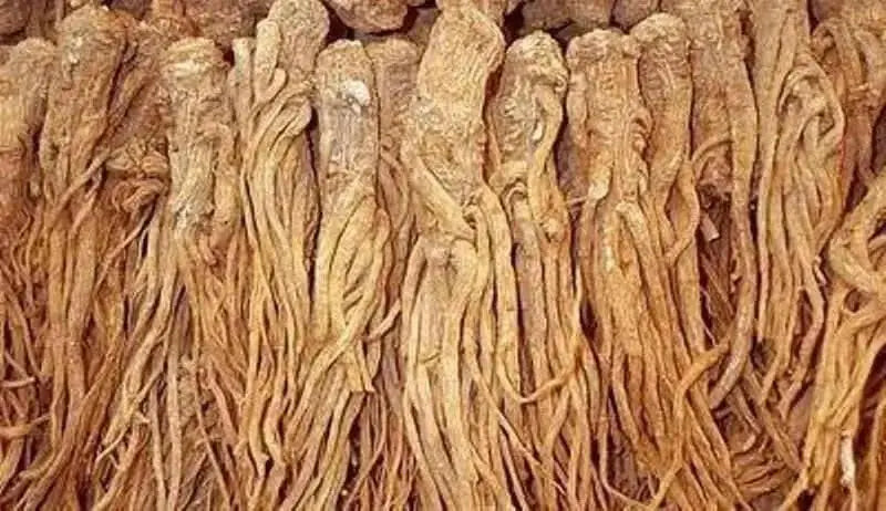 Female Ginseng Seeds - Dong Quai, Chinese Medicine Herb, Angelica Sinensis - Caribbean garden seed