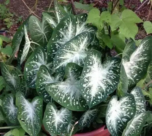 Fancy-leaf Caladium Stardust ( Bulbs)TROPICAL FOLIAGE - Caribbean garden seed