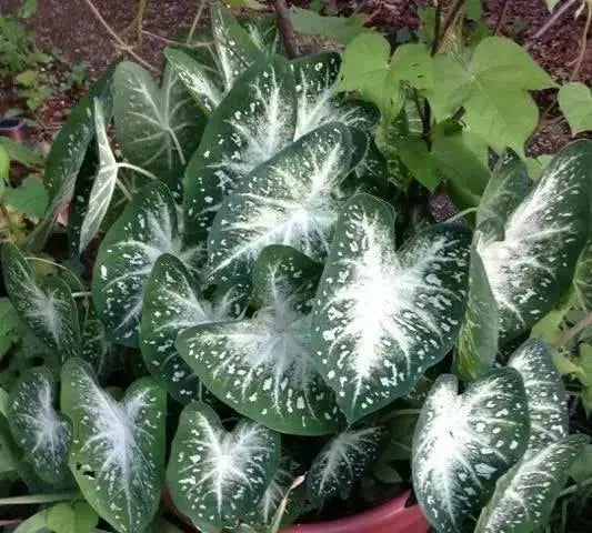 Fancy-leaf Caladium Stardust ( Bulbs)TROPICAL FOLIAGE - Caribbean garden seed