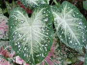 Fancy-leaf Caladium Stardust ( Bulbs)TROPICAL FOLIAGE - Caribbean garden seed