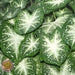 Fancy-leaf Caladium Stardust ( Bulbs)TROPICAL FOLIAGE - Caribbean garden seed
