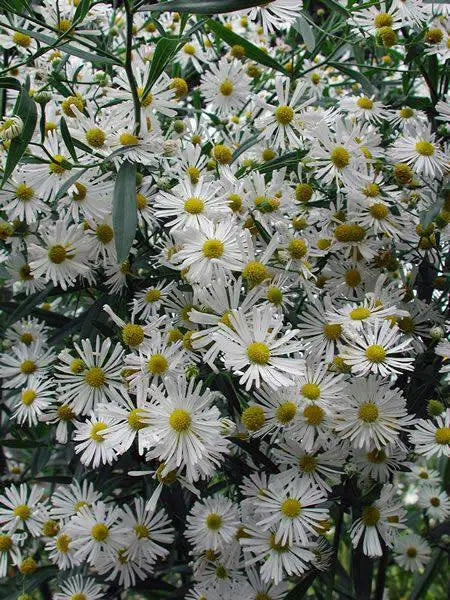 FALSE ASTER flowers seed - Caribbean garden seed