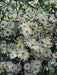 FALSE ASTER flowers seed - Caribbean garden seed