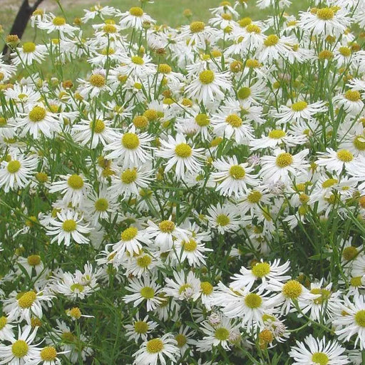 FALSE ASTER flowers seed - Caribbean garden seed
