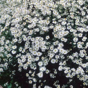 FALSE ASTER flowers seed - Caribbean garden seed