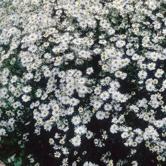 FALSE ASTER flowers seed - Caribbean garden seed