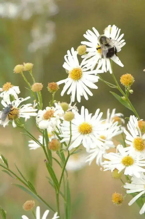 FALSE ASTER flowers seed - Caribbean garden seed