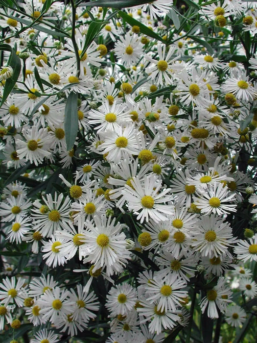 FALSE ASTER flowers seed - Caribbean garden seed