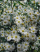 FALSE ASTER flowers seed - Caribbean garden seed