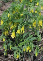 Fairybells/Bellwort (Uvularia grandiflora) Shade loving Perennial - Native Wildflowers ! Very hardy to zone 3 - Caribbean garden seed