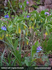 Fairybells/Bellwort (Uvularia grandiflora) Shade loving Perennial - Native Wildflowers ! Very hardy to zone 3 - Caribbean garden seed