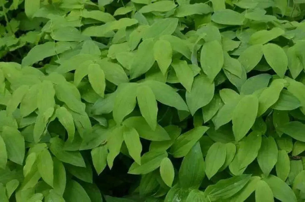 Fairybells/Bellwort (Uvularia grandiflora) Shade loving Perennial - Native Wildflowers ! Very hardy to zone 3 - Caribbean garden seed