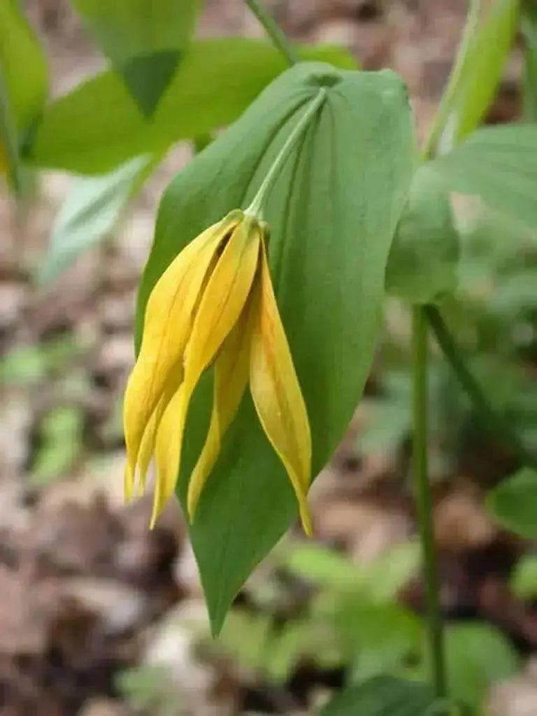Fairybells/Bellwort (Uvularia grandiflora) Shade loving Perennial - Native Wildflowers ! Very hardy to zone 3 - Caribbean garden seed