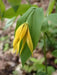 Fairybells/Bellwort (Uvularia grandiflora) Shade loving Perennial - Native Wildflowers ! Very hardy to zone 3 - Caribbean garden seed