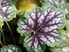 Fancy-leaf Coral Bells,Heuchera americana Marvelous Marble,Perennial, Zone: 4-9.