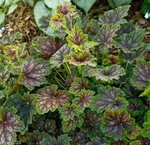 Fancy-leaf Coral Bells,Heuchera americana Marvelous Marble,Perennial, Zone: 4-9.