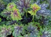 Fancy-leaf Coral Bells,Heuchera americana Marvelous Marble,Perennial, Zone: 4-9.