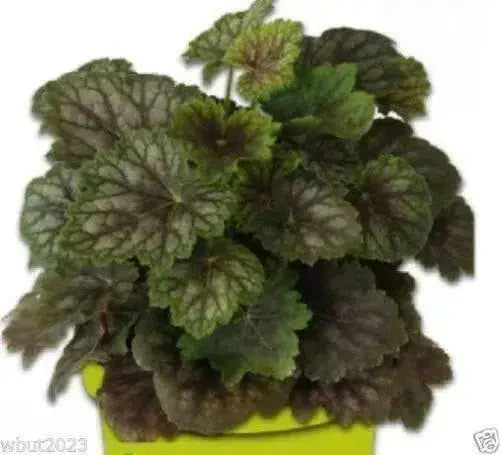 Fancy-leaf Coral Bells,Heuchera americana Marvelous Marble,Perennial, Zone: 4-9.
