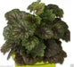 Fancy-leaf Coral Bells,Heuchera americana Marvelous Marble,Perennial, Zone: 4-9.
