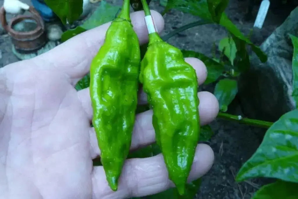 Fatalii Chili yellow ( Capsicum chinense) live plant, Very Hot - 300,000 SHU. - Caribbean garden seed