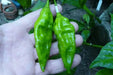 Fatalii Chili yellow ( Capsicum chinense) live plant, Very Hot - 300,000 SHU. - Caribbean garden seed