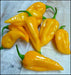 Fatalii Chili yellow ( Capsicum chinense) live plant, Very Hot - 300,000 SHU. - Caribbean garden seed