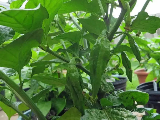 Fatalii Chili yellow ( Capsicum chinense) live plant, Very Hot - 300,000 SHU. - Caribbean garden seed