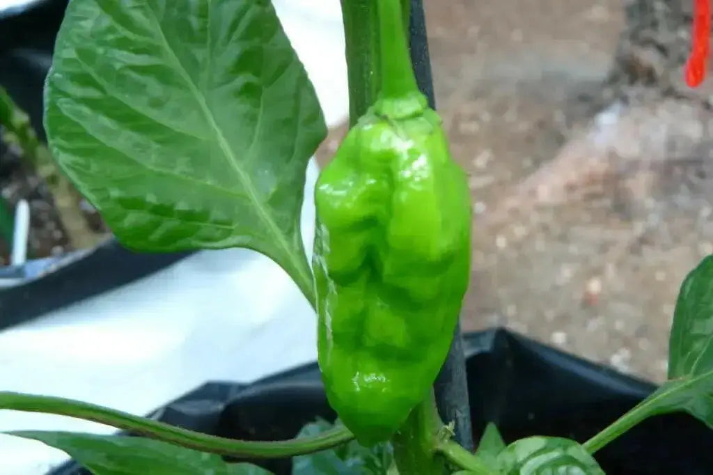 Fatalii Chili yellow ( Capsicum chinense) live plant, Very Hot - 300,000 SHU. - Caribbean garden seed