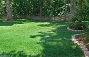 Fescue grass seed blend ,Combat Extreme, For Northern Zone - USDA Zones 4 - 5 - Caribbean garden seed