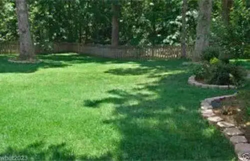 Fescue grass seed blend ,Combat Extreme, For Northern Zone - USDA Zones 4 - 5 - Caribbean garden seed