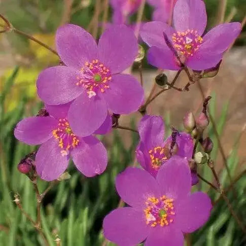 fameflower Seeds  ,Succulent ,Perennial herb - Caribbean garden seed