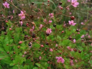 fameflower Seeds  ,Succulent ,Perennial herb - Caribbean garden seed
