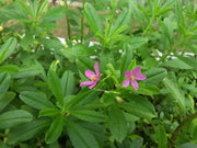 fameflower Seeds  ,Succulent ,Perennial herb - Caribbean garden seed