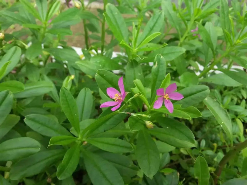 fameflower Seeds  ,Succulent ,Perennial herb - Caribbean garden seed