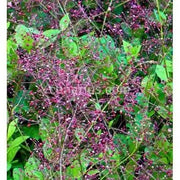 fameflower Seeds  ,Succulent ,Perennial herb - Caribbean garden seed